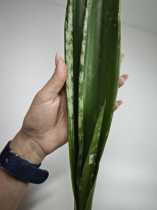 Sansevieria Banded Nelsoni