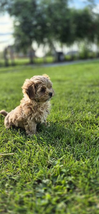 Maltipoo suczka mała