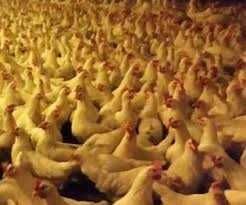 Kury Nioski a Jajkami kurki towarowe i ogólnoużytkowe