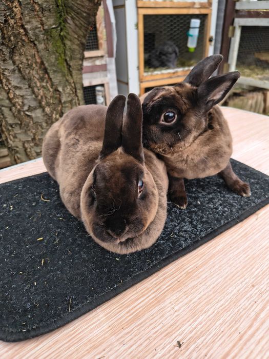 Mini rex kuna brazowa para