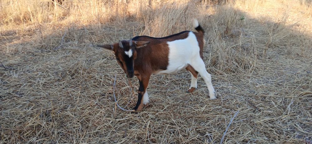 Pequeno rebanho cabras anãs