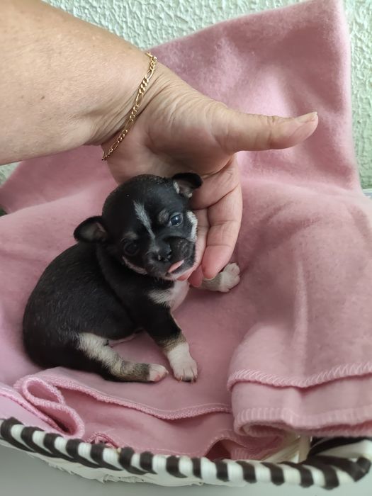 Chihuahua macho lindo