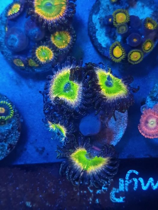 Corais zoantus de agua salgada