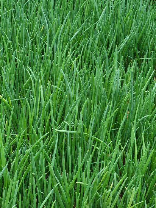 Продам зелену цибулю