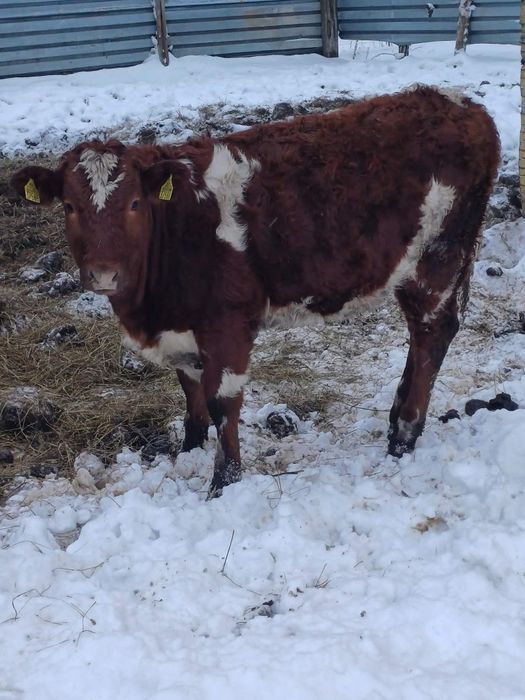 Sprzedam odsadki i byka 100 angus