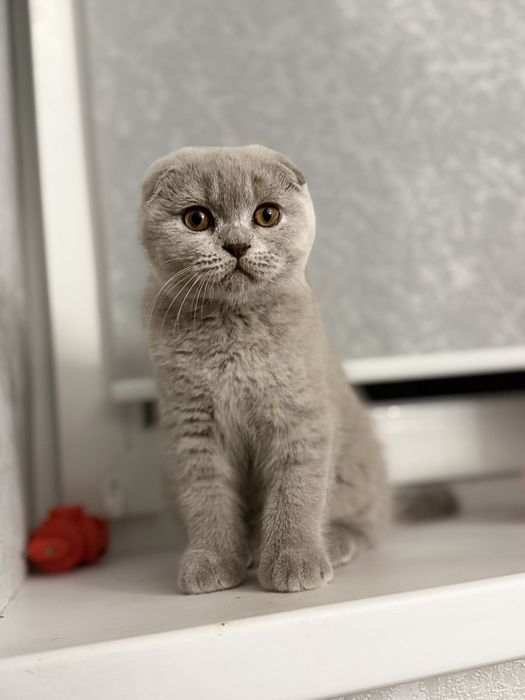 Висловухий хлопчик