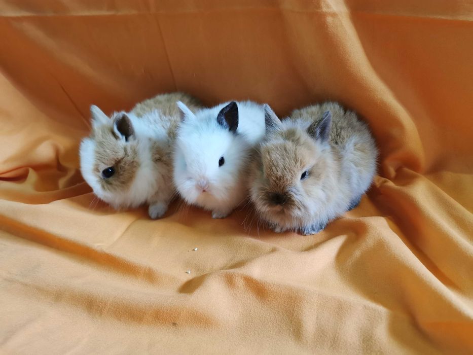 Coelhos anões mini hôlandes, toy, teddy +KIT Completo