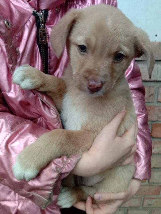 Щеночки бесплатно