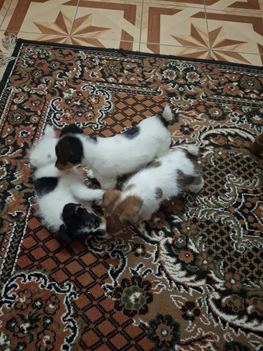 Хлопчики фокстерьери  3 місячні