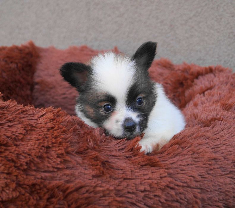 папильон мальчик