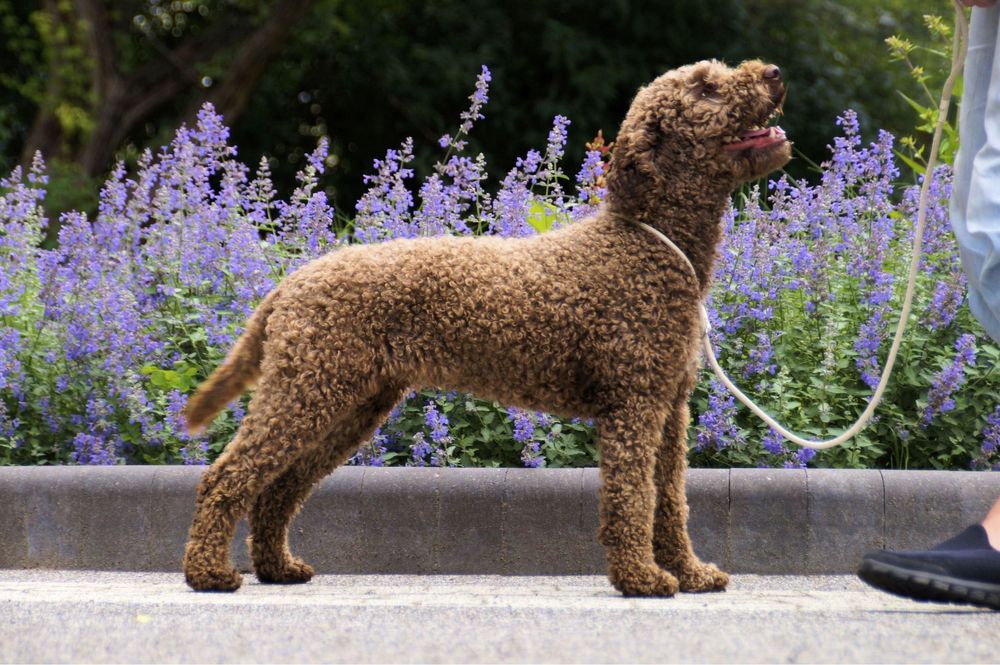 Szczenięta Lagotto Romagnolo