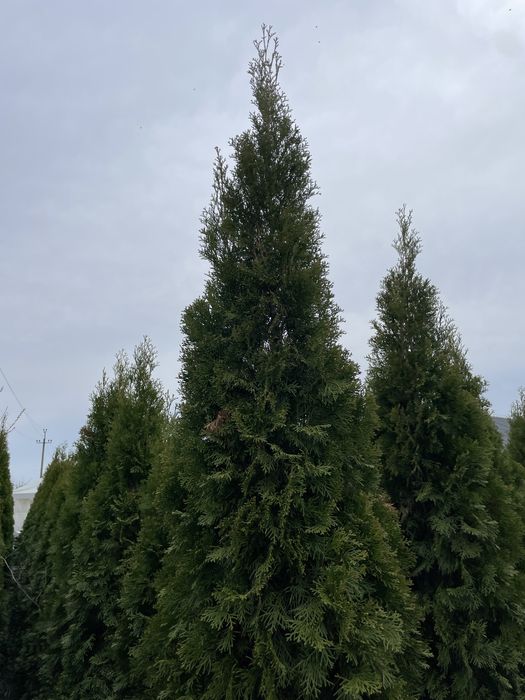 Туї, 2,5 метри висотою