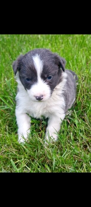 Piesek Border Collie