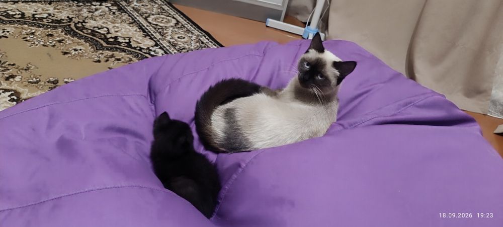 чорний котик кошеня
