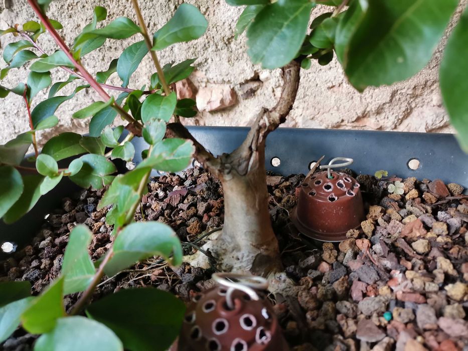 Pré-Bonsai de "Lagerstroemia Indica" *1  - *VENDA URGENTE (DESOCUPAR)*