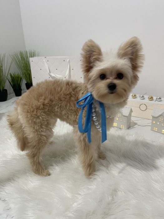 Помапу — Маленькі моделі для обіймів