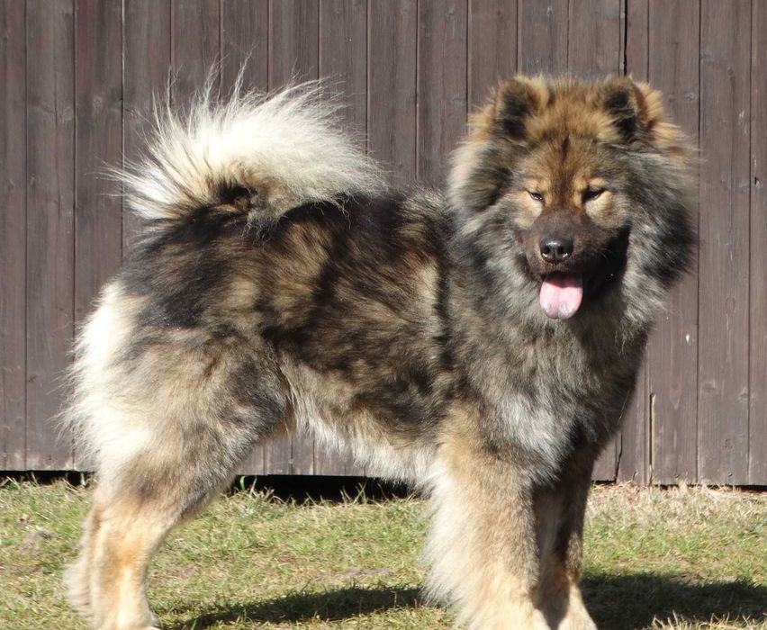 Eurasier - plany hodowlane na rok 2026