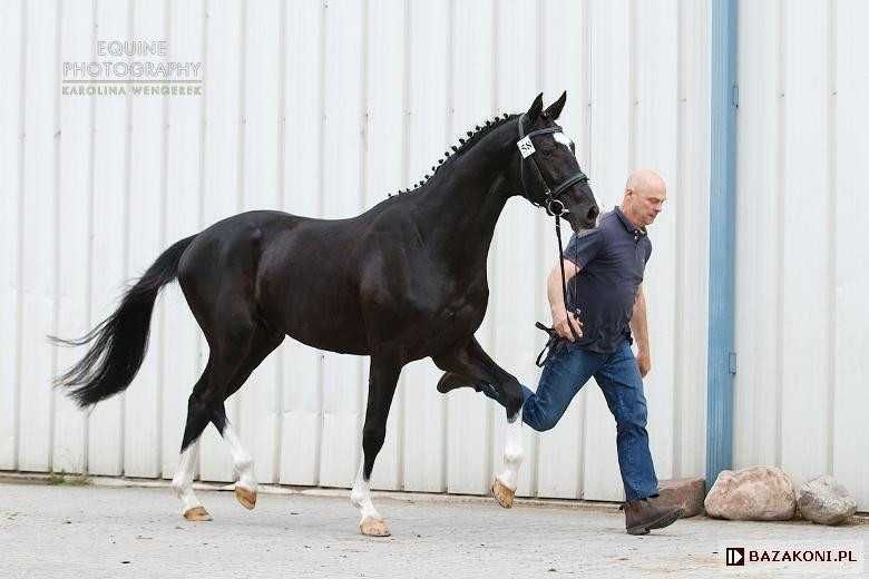 roczna klacz - księga główna