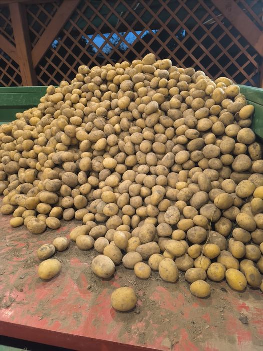 Ziemniaki jadalne Ignacy