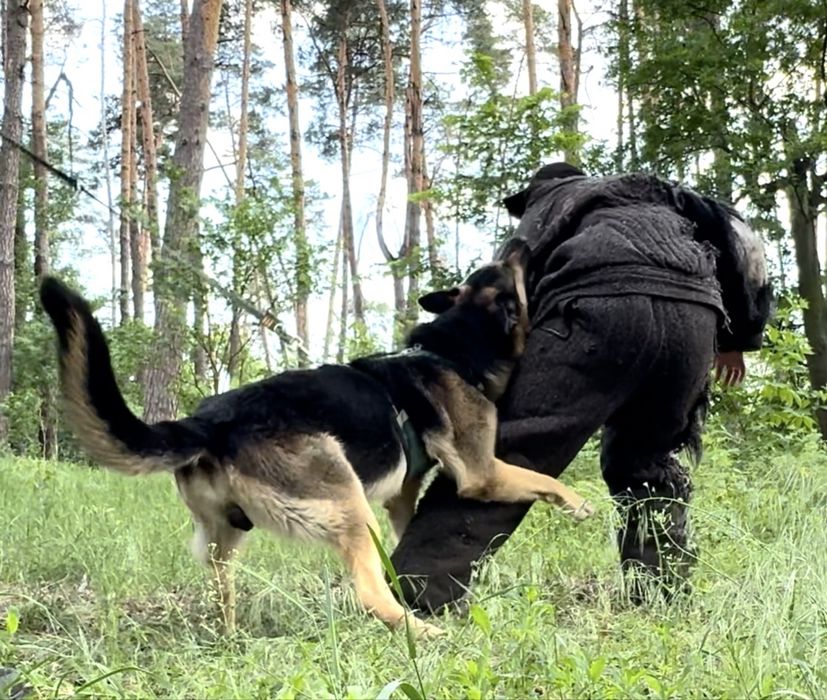 Вʼязка - східноєвропейська вівчарка (восточноевропейская овчарка)
