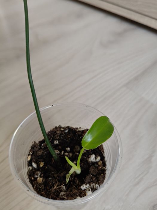Philodendron pedatum
