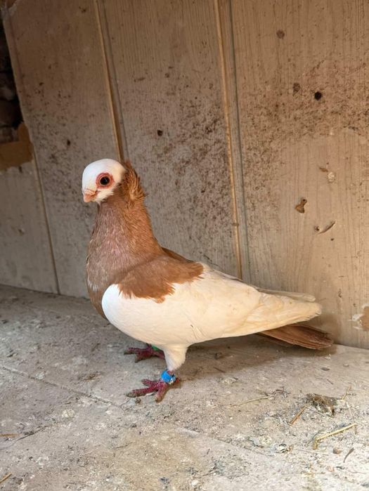 Zamienię samiec koroniarz sercaty żółty