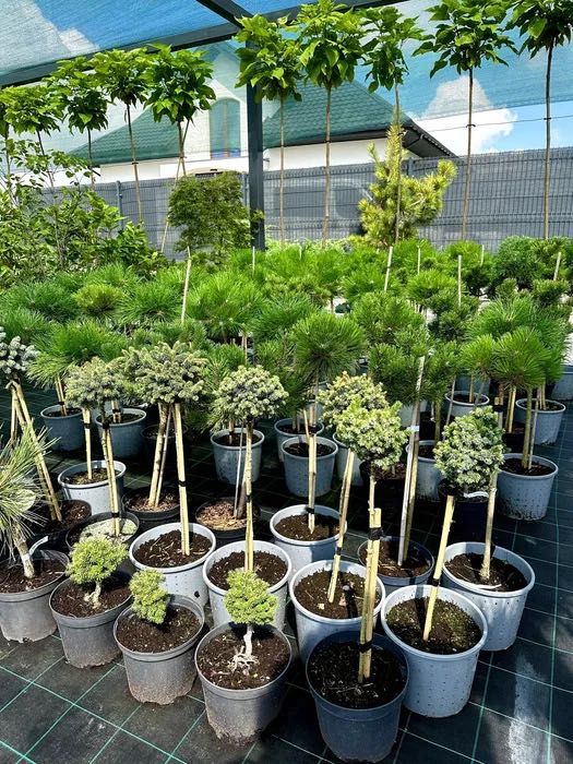 SOSNY SZCZEPIONE / Szeroki wybór / Wysoka jakość!