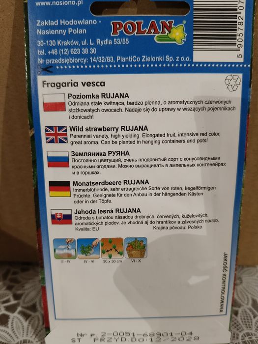 Poziomka Rujana nasiona