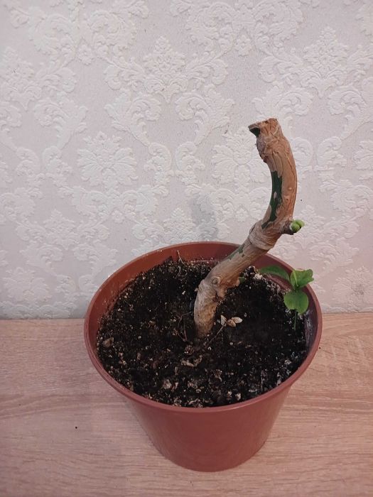 Монстера укорінена в горщику