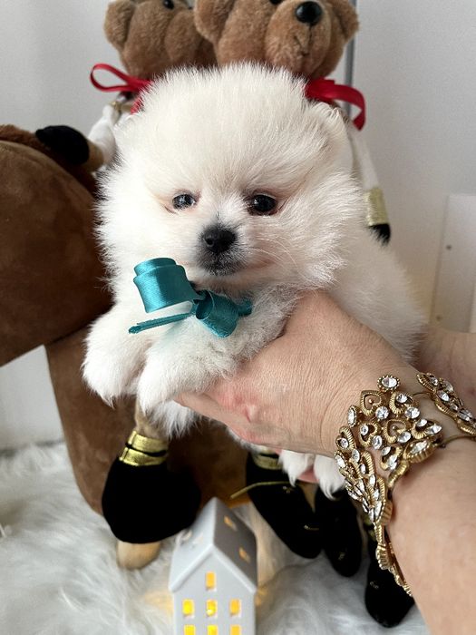 Померанські шпіци — Наймякші лапки цього року