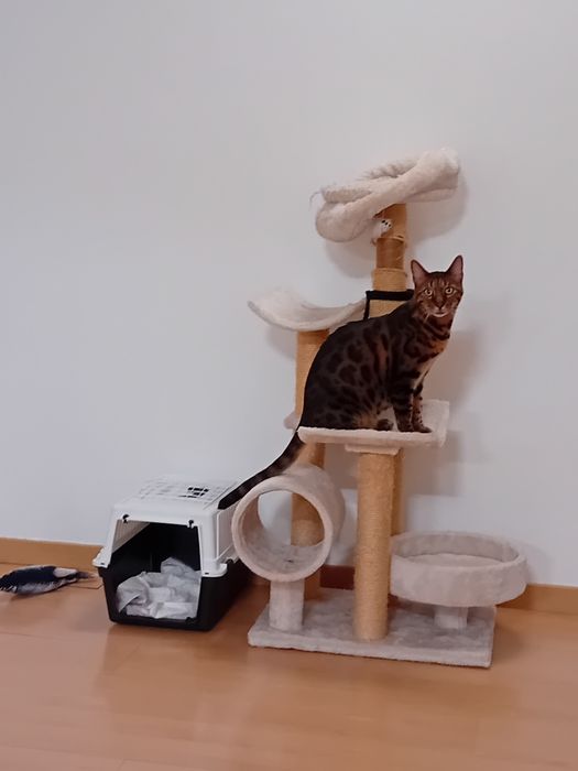 Gato Bengal  Oportunidade urgente