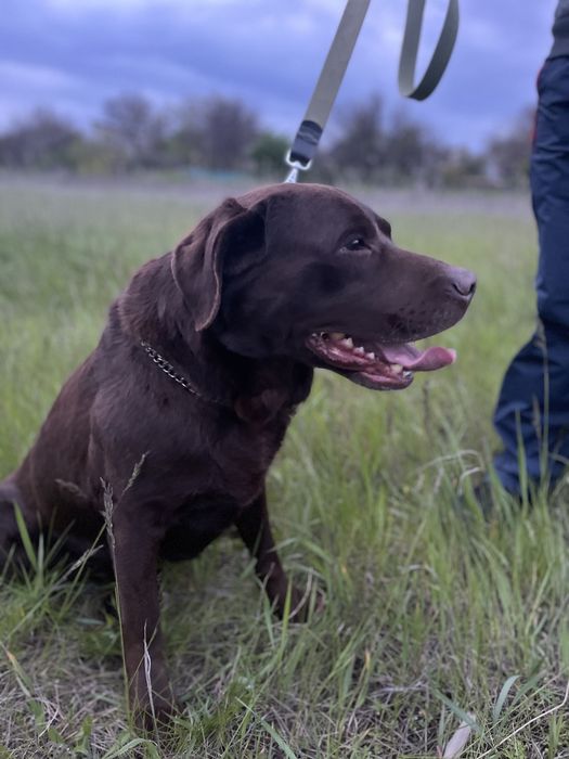Вязка шоколадного лабрадора