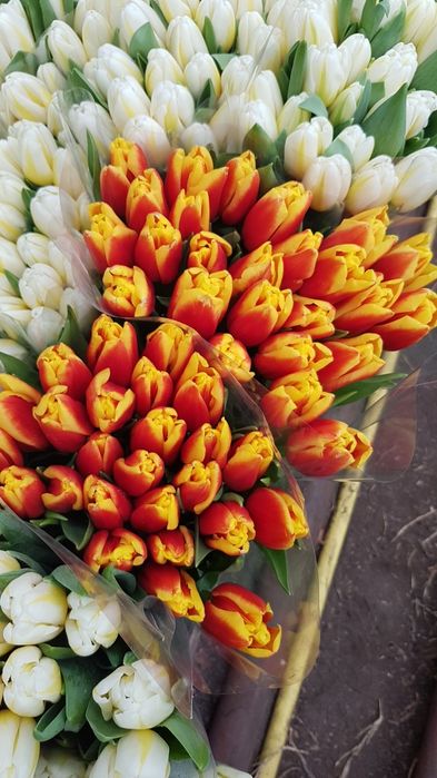 Тюльпан опт Киев