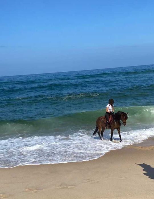 Égua cruzada Lusitano