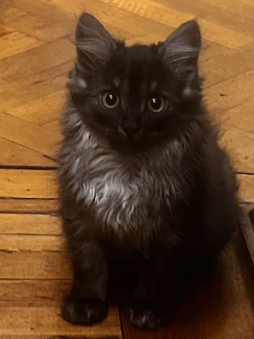 Котята тифанни ( кошка русская голубая , кот- шантильи-тифанни)