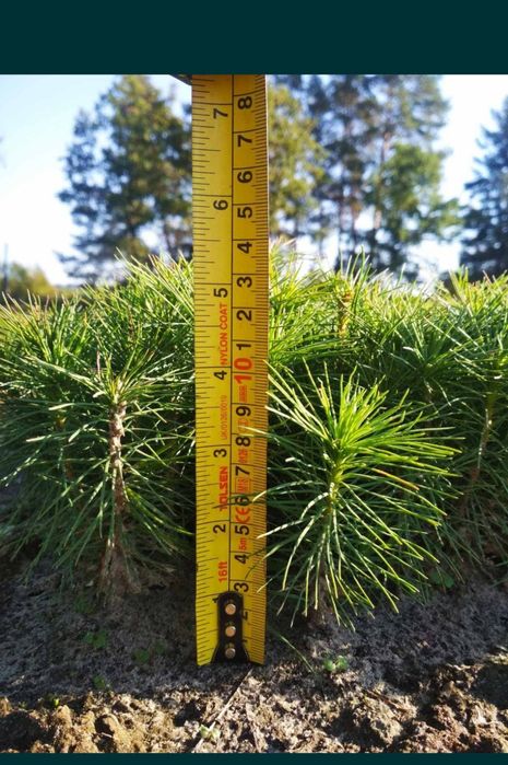 Сіянці сосни кримської, звичайної, модрини й дуба з відкритого ґрунту