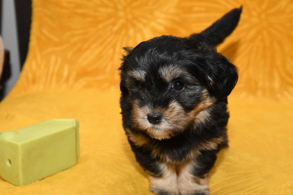 Piesek Hawańczyk z rodowodem ZHPR UCI