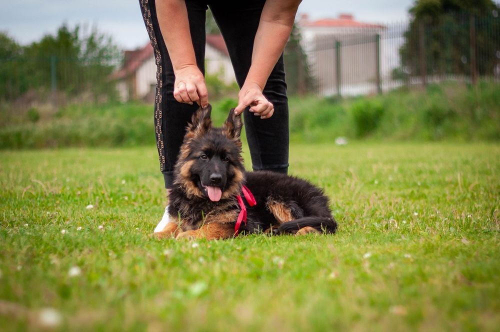 Красуня дівчинка німецака вівчарка