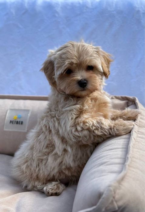 Плюшевий вірний друг Мальтипу хлопчик. Мальтипу маленький