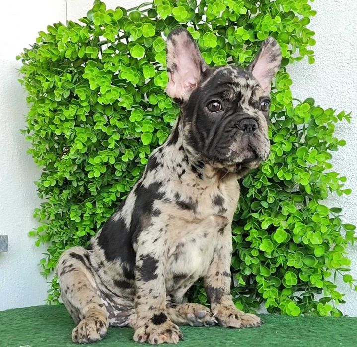 Filhote de cachorro Buldogue Francês