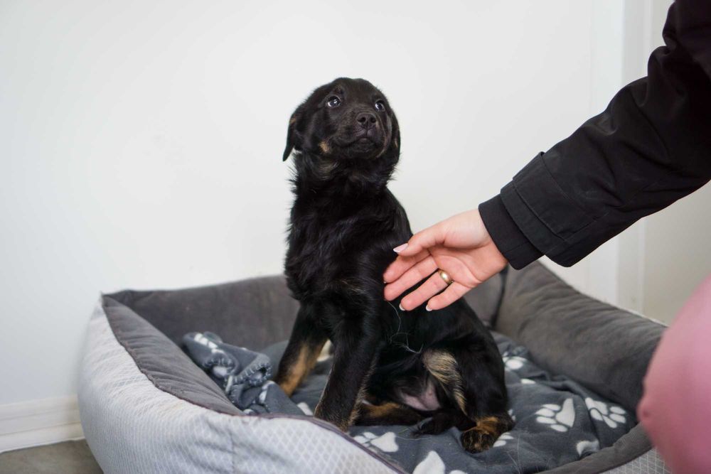 Szczeniak szuka domu!