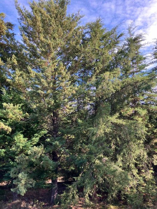 24 hectares de Cupressus para abate