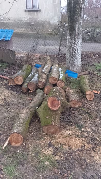 Продам дерева горіха.