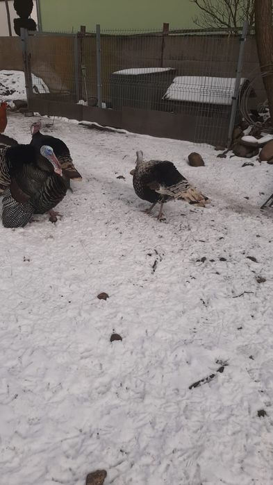 Sprzedam Indory z wolnego wybiegu