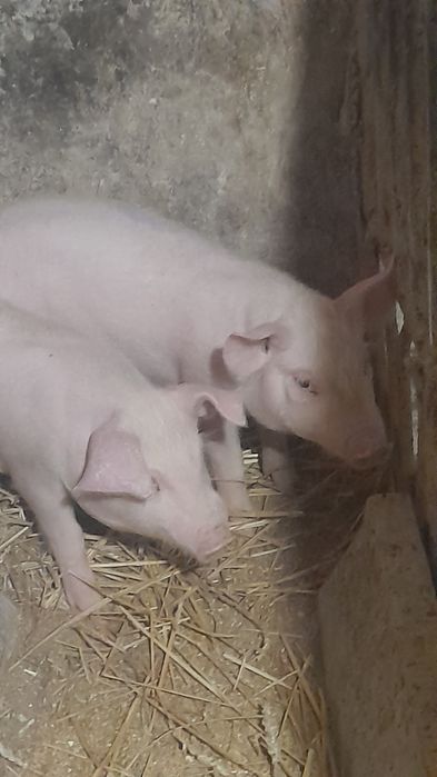 Продаються поросята