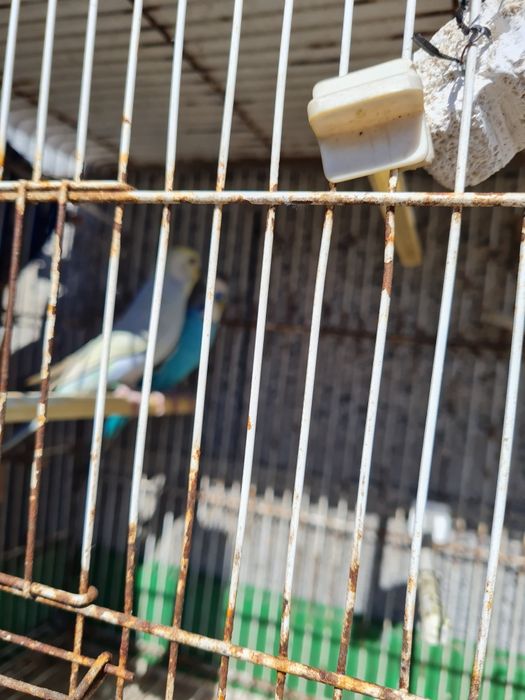 Casal piriquitos e gaiola