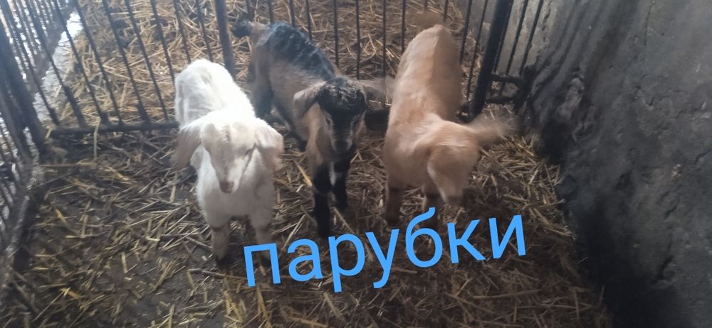 Продажа козенятка