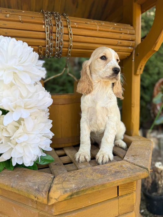 Cocker spaniel angielski sunia rodowód