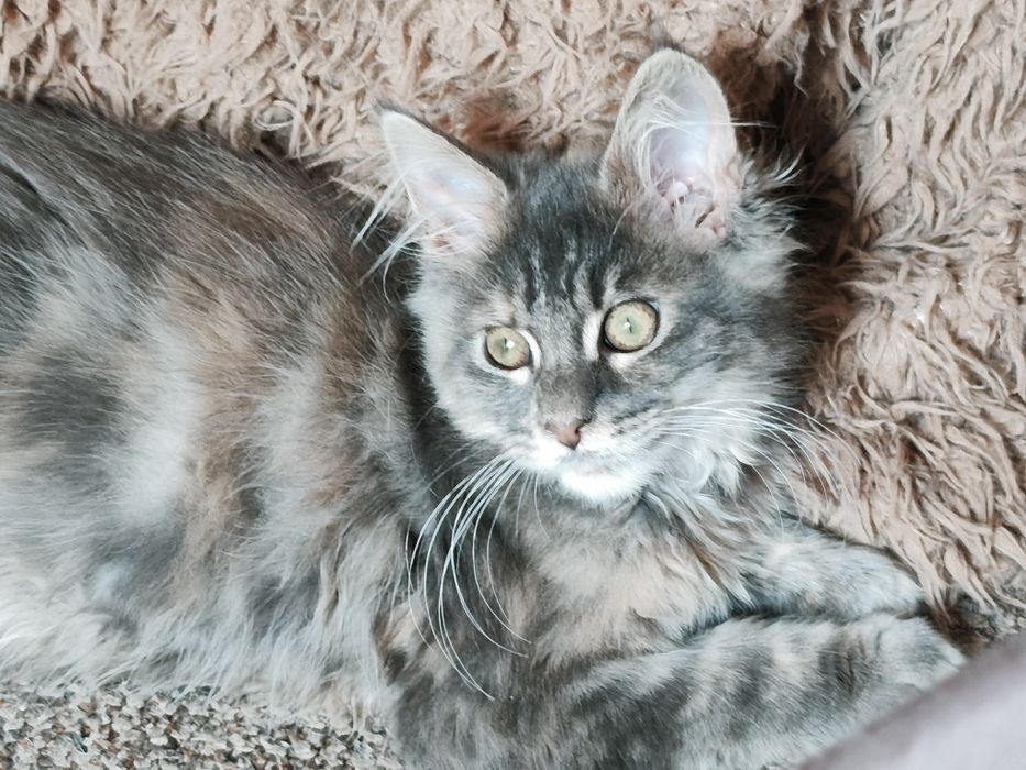 Dziewczynka  niebieska szykret Maine Coon