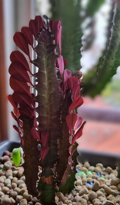 Euphorbia trigona Rubra  - estacas / mudas